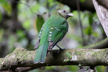 Green Cat Bird perched on tree branch