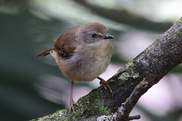 White-browed Scrub Wren perched on mossy log