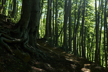 roots of old beech tree growing along a mountain path in the forest