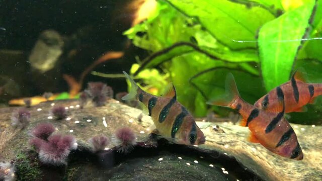 Fünfgürtelbarben, Barbus pentazona im Aquarium