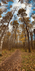 Vertical panoramic image, Yellow crowns, Panorama of first days of autumn in a park, blue sky, Buds of trees, Trunks of birches, sunny day, path in the woods