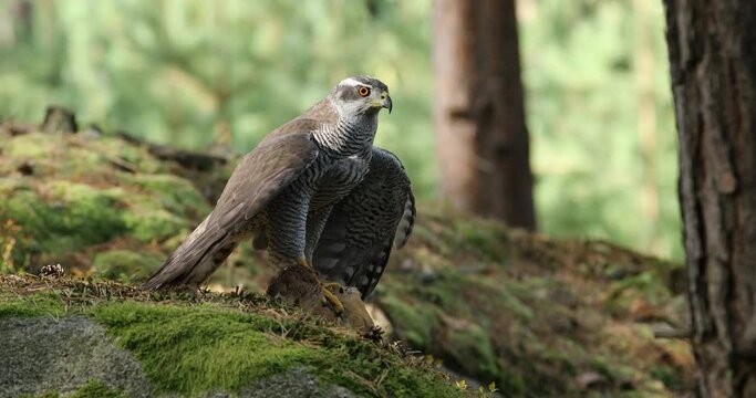Hunter with caught prey. Northern goshawk, Accipiter gentilis, perched on mossy stone in green forest and feeds on killed pheasant. Raptor in wild nature. Habitat Europe, Asia, North America