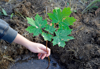 a female hand holds a small maple sapling, which stands in a hole with water, ready for planting in the ground