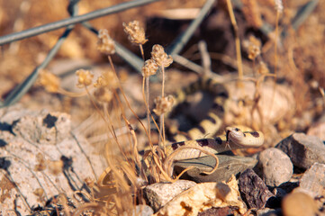 Snake in the desert