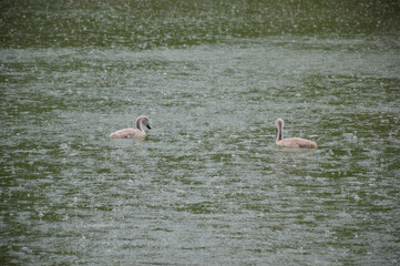 two gray swan chicks swim on the surface of the lake in the rain, the water bubbles from the falling drops