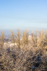 Winter urban frosty landscape - snow covered trees on foggy background