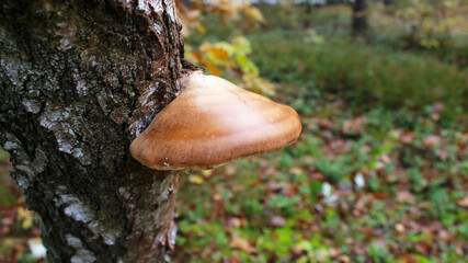 Autumn forest. A brown tree fungus growing on the trunk of a birch. Close-up.