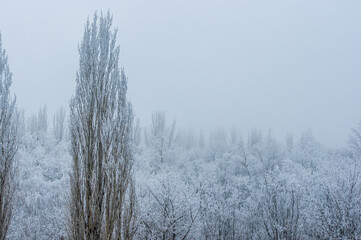 Obraz na płótnie Canvas Winter frosty landscape - snow covered trees on foggy background