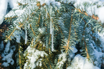 Winter landscape - snow and icicles on spruce branches sparkle in the rays of the bright sun