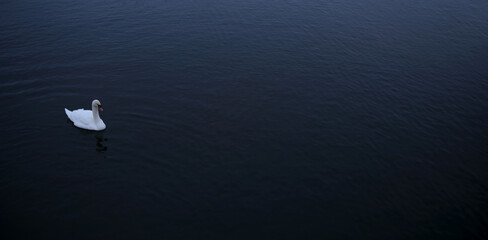 Swan lake blue water in winter