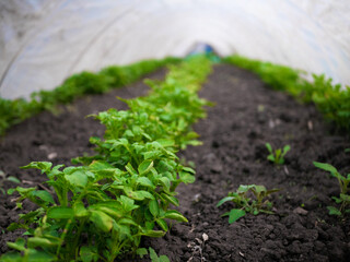 A row of tomatoes growing in a greenhouse