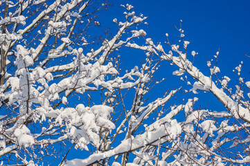 Winter landscape - snow and icicles on tree branches sparkle in the rays of the bright sun