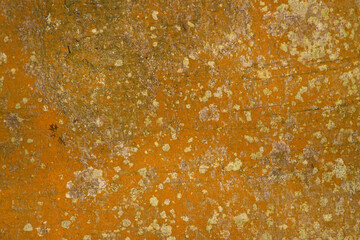 The bark of a tree lit by sunlight. Nature background