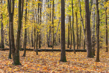 View of the autumn forest at day time.