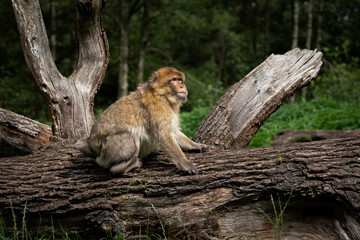 Barbary Macaque Monkey Sitting on Tree Trunk Log