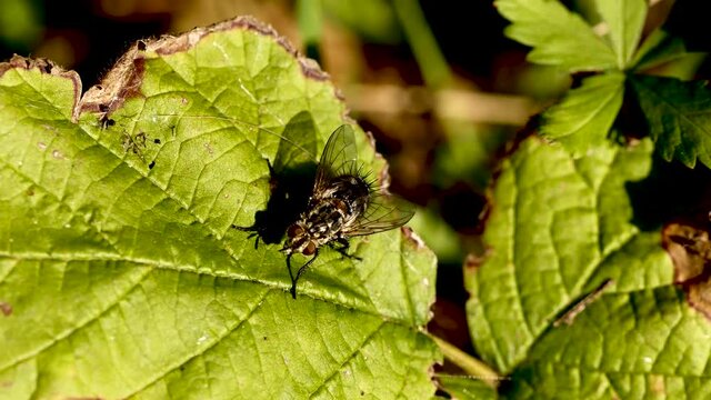 Mouche sur une feuille.