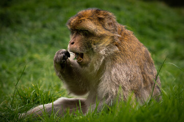 Barbary Macaque Monkey Eating Fruit Close Up