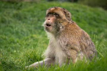 Side View of Barbary Macaque Monkey Sitting