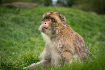 Side View of Barbary Macaque Monkey Sitting