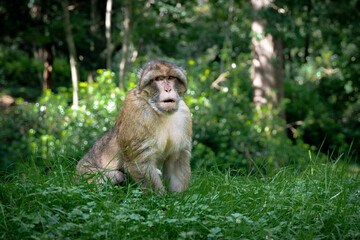 Barbary Macaque Monkey Sitting in Long Grass