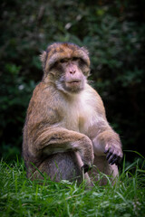 Barbary Macaque Monkey Sitting Dark Bokeh Background