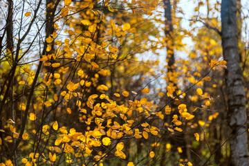 Abstract autumn nature background with growing bushes with bright yellow leaves in the forest.