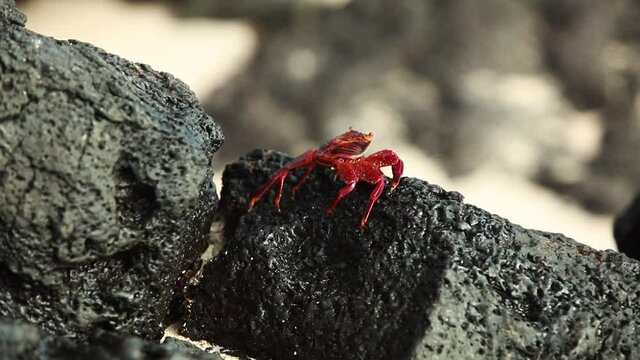Sally Lightfoot Crab Walking Over Lava Rocks In The Galapagos. Close Up, Follow Shot