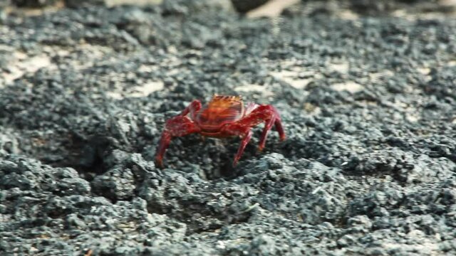 Sally Lightfoot Crab Walking Along Lava Rocks In The Galapagos. Close Up, Follow Shot