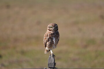 Burrowing Owl (Athene cunicularia) 01