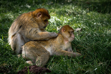 Mother Barbary Macaque Monkey Grooms Daughter Relaxed