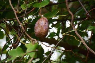 Chocolate vine (Akebia quintata) fruits 