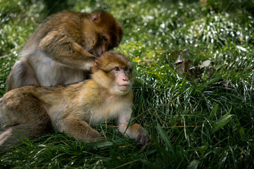 Mother Barbary Macaque Monkey Grooms Daughter Relaxed