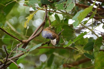 Chocolate vine (Akebia quintata) fruits 