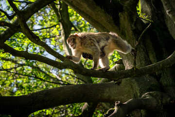 Barbary Macaque Monkey Climbing In a Tree with Baby Holding On to Belly