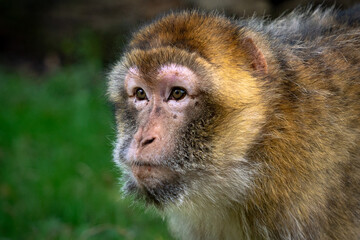 Close Up Barbary Macaque Face Monkey