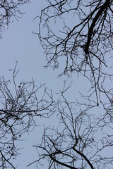 Winter Tree