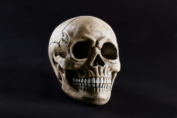 human skull on dark background for halloween close up