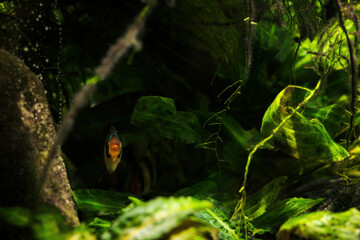 Puntius tetrazona - Four-striped mullet below the surface in detail.