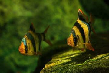 Puntius tetrazona - Four-striped mullet below the surface in detail.