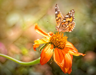 butterfly on flower