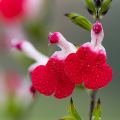 Macro shot of hot lips salvia flowers in bloom