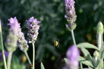 Araña entre lavandas
