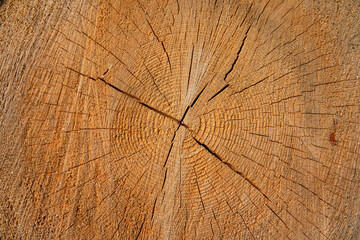 CLOSE UP: Detailed view of a cracked log in the middle of a stack near a sawmill