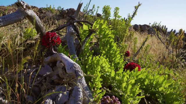garra de león, is endemic of Chile. wild flowers growing in the dry atacama desert after rainfall, bright sunny day.
