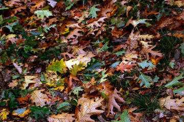 View of a forest in autumn colors