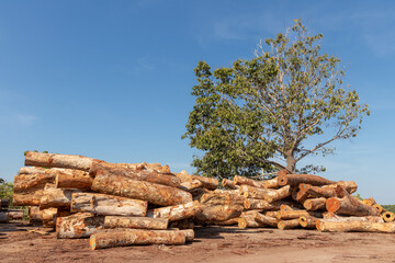 Stack of logs extracted from an area of ​​Brazilian Amazon rainforest.