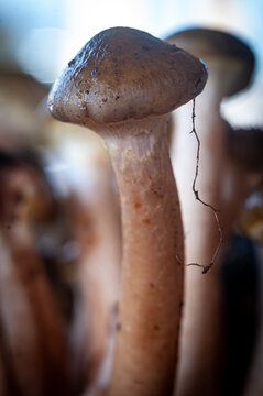 Macrofotografia di fungo pioppino isolato in primo piano con sfondo ambientato