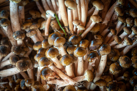 Cespo di funghi pioppini ambientati