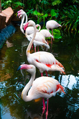 Flock of pink flamingos in the zoo pond
