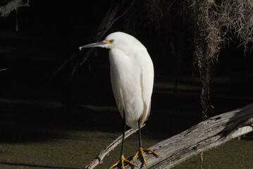 BIRDS- Florida- Close Up of a Wild Snowy Egret